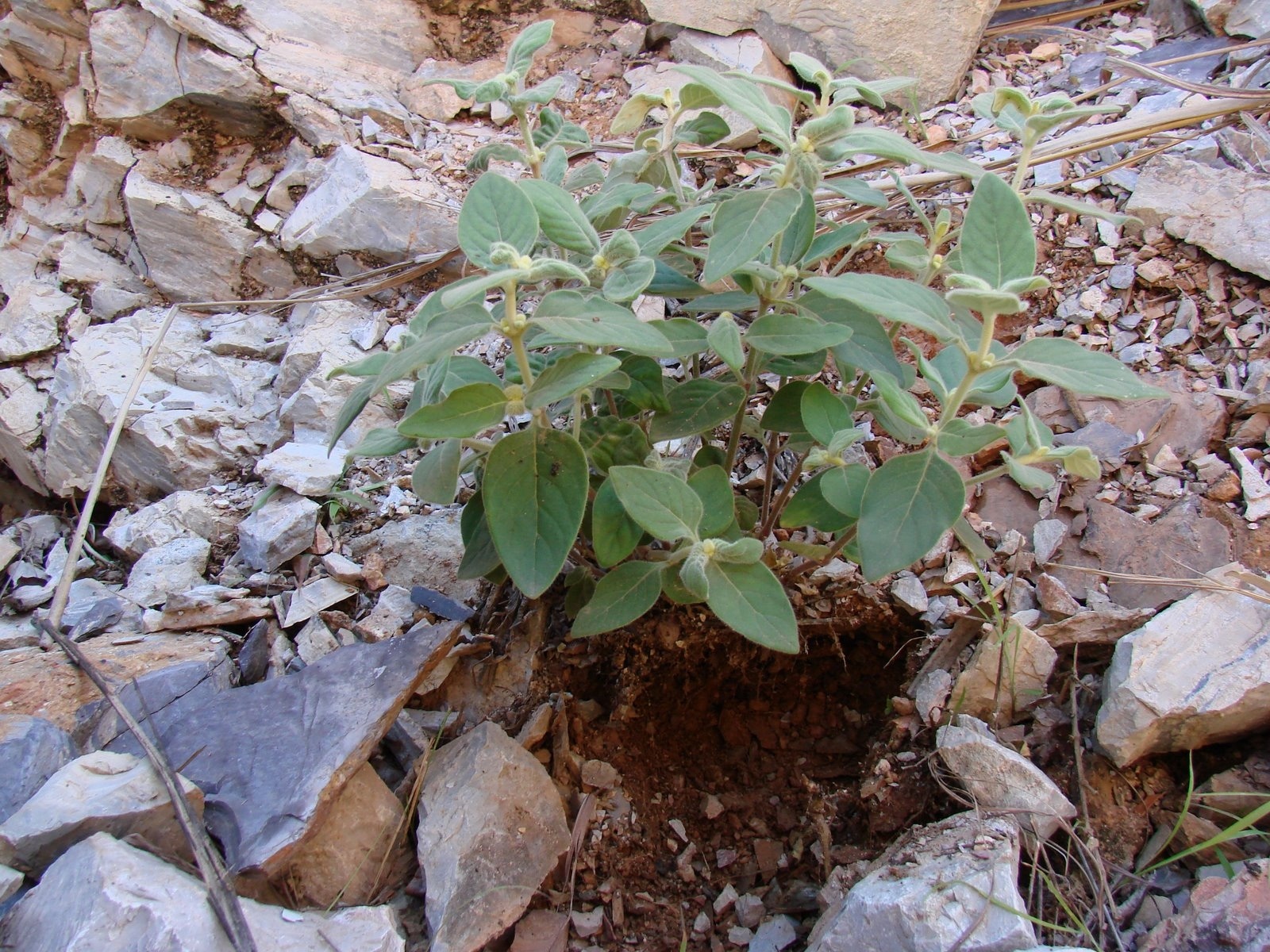 Plant purifies soils contaminated with zinc and cadmium Engineer Live